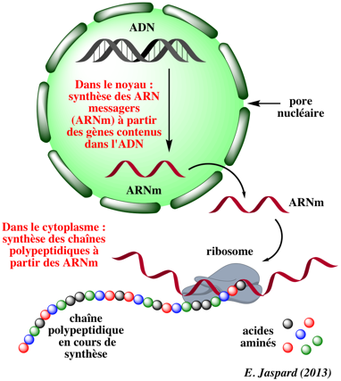 adn