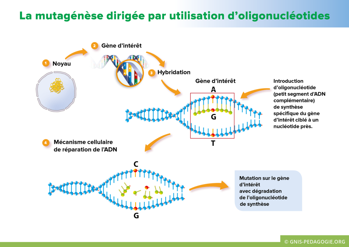 Chapitre 3 : La mutagenèse · GitBook