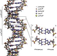 شريط DNA