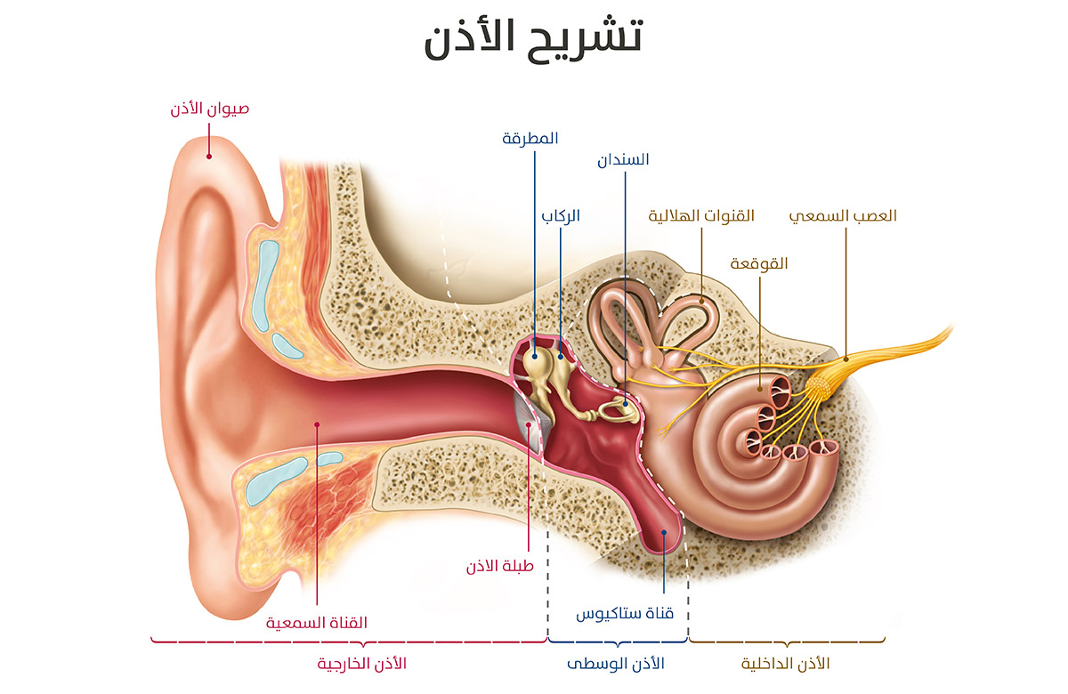 اقسام الاذن