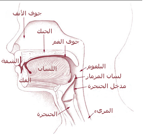 اقسام الانف