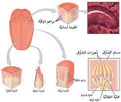 التذوق