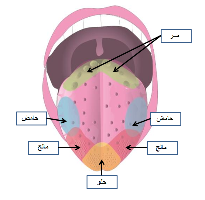 برعم ذوقي