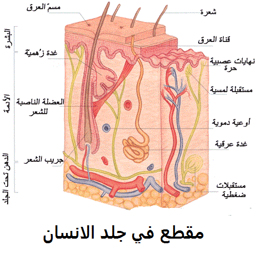 بنية الجلد