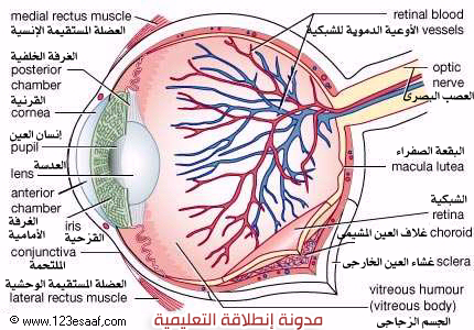 اقسام العين