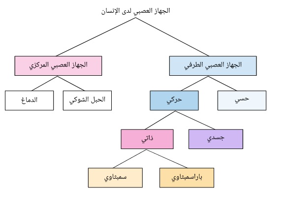 مخطط للجهاز العصبي 