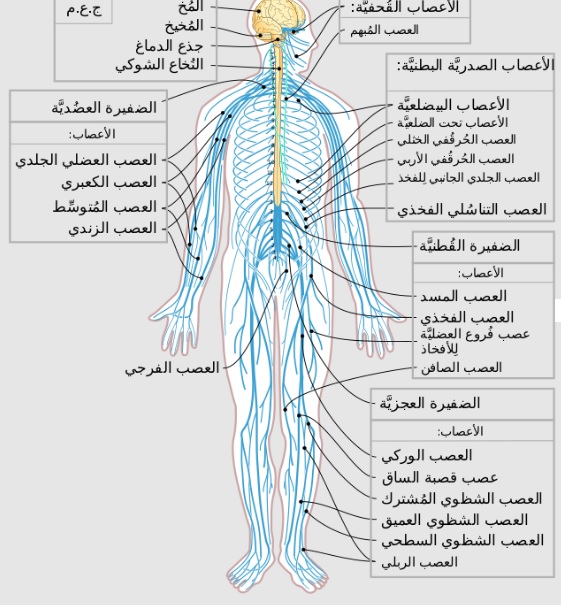 الرسم يوضح اقسام الجهاز العصبي 