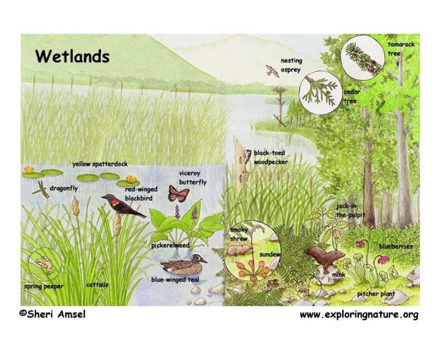 Environmental Factors (Biotic Factors) [Ecology]